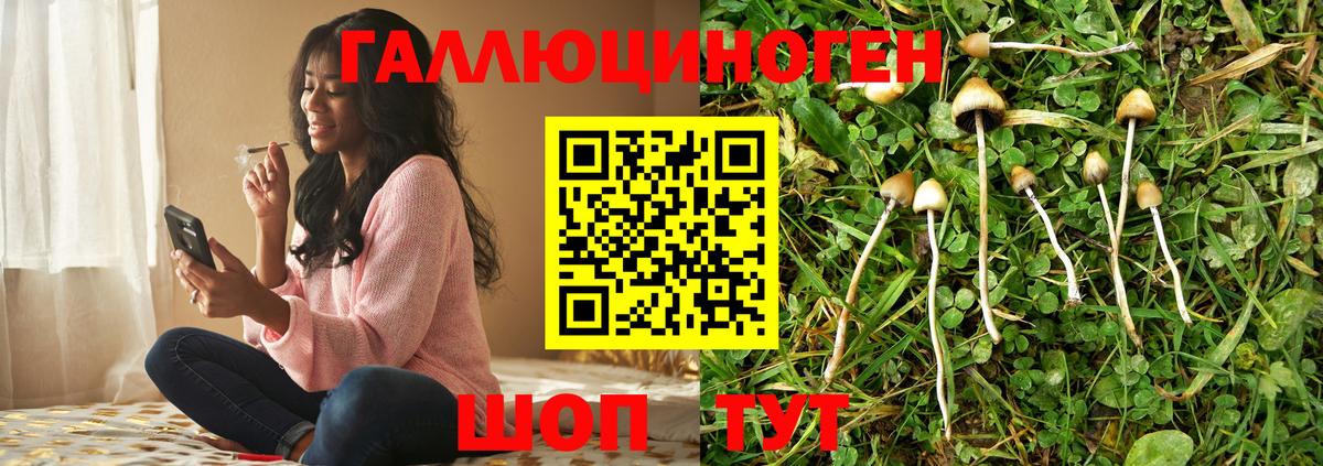 Ленинск-Кузнецкий  Псилоцибиновые грибы Cubensis  Галлюциногенные грибы Cubensis  Вход с VPN 